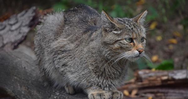 A Visegrádi-hegységben egy aranyos vadmacska került a kamera elé, és a felvétel valóban lenyűgöző! Az állat játékos mozdulatai és bájos viselkedése mindenkit elbűvöl. Érdemes megnézni ezt a hihetetlenül édes videót!