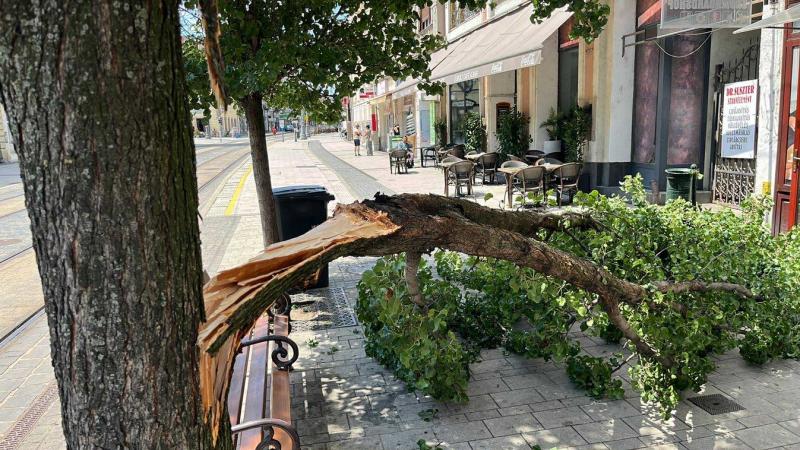 Az ember a gyerekkel a miskolci főutcán üldögél, amikor hirtelen egy fa dől rájuk…