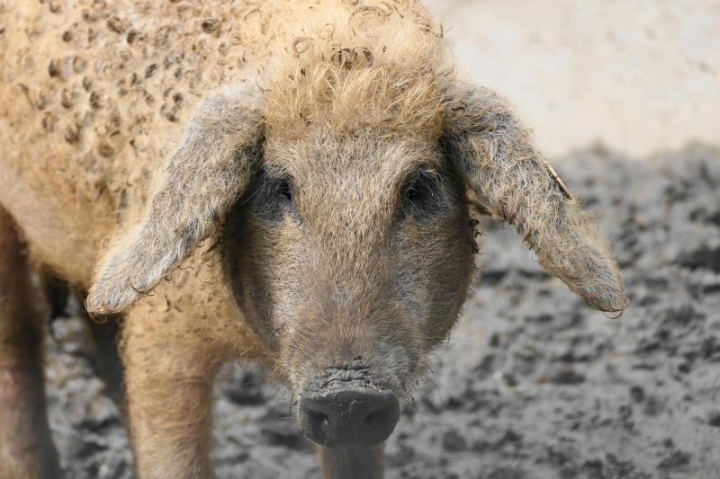 Hargita megyében egy különleges mangalicafarm építése vette kezdetét, amely ötvözi az ősi fajták hagyományait a modern technológiával. A projekt célja, hogy a híres magyar mangalica fenntartható, nagyüzemi keretek között valósuljon meg, miközben megőrzi a