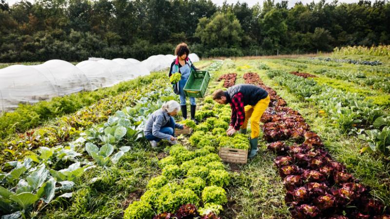Azonnali munkaerőre van szükség a magyar mezőgazdaságban: ezt a feladatot nem szabad késlekedni - Agrárszektor
