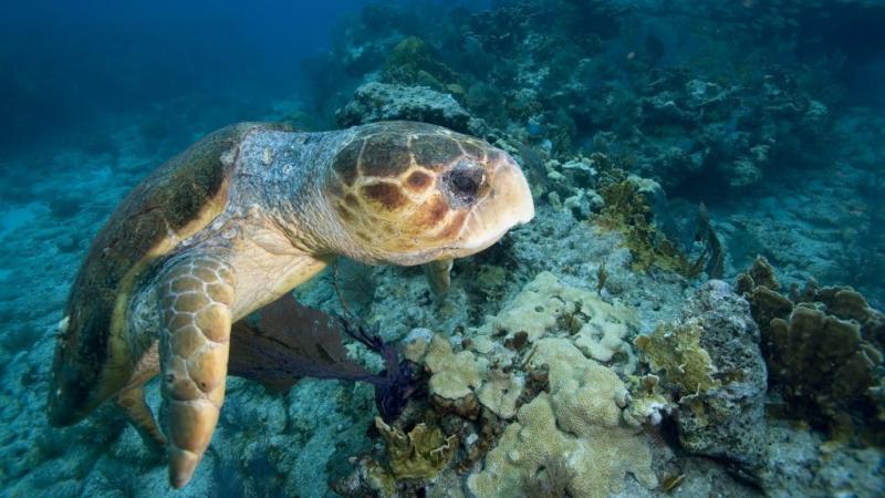 Egy 140 kilós tengeri teknős beillesztése egy lovak számára készült tervezetbe izgalmas kihívás! Az ilyen különleges állatok integrálása nemcsak a projekt kreatív aspektusát gazdagítja, hanem a biológiai sokféleség és a természetvédelmi szempontok figyele