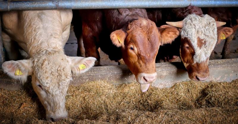 A Tesco jelenleg 360 brit gazdát támogat, és ennek hátterében egy meglepő döntés áll. A vállalat célja, hogy erősítse a helyi beszállítók közösségét, és elősegítse a fenntartható mezőgazdasági gyakorlatokat. Ezzel a lépéssel nemcsak a termelők megélhetésé